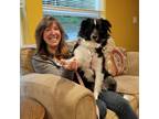 Experienced, caring Pet Sitter, will travel