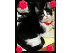 Adopt Rosie a Black & White or Tuxedo American Shorthair (short coat) cat in
