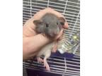 Adopt Mom and six babies a Silver or Gray Rat (short coat) small animal in
