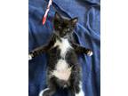 Adopt Pipette a Black & White or Tuxedo Domestic Shorthair / Mixed (short coat)