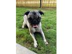 Adopt Raleigh a Tan/Yellow/Fawn - with Black Pug / Mixed dog in Grapevine