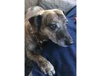 Adopt Tanya a Brindle Mutt / Mixed dog in Barrington, RI (41565132)
