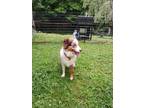 Adopt Maggie a Brindle - with White Australian Shepherd / Mixed dog in