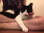 Adopt Tips a Black & White or Tuxedo American Shorthair / Mixed (short coat) cat