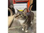 Adopt Judy a Gray, Blue or Silver Tabby Domestic Shorthair (short coat) cat in