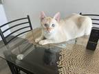 Adopt JAY a White (Mostly) Siamese / Mixed (short coat) cat in Arizona City