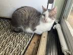 Adopt Opie a White (Mostly) American Shorthair / Mixed (short coat) cat in