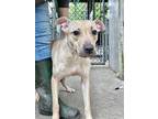 Adopt Eden a Tan/Yellow/Fawn Pit Bull Terrier / Mixed dog in Chicago