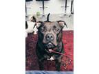 Adopt Lana Bear a Black - with White American Pit Bull Terrier / Mixed dog in
