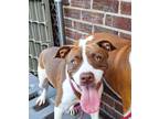 Adopt Coco a White - with Brown or Chocolate Pit Bull Terrier / Mixed dog in