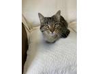 Adopt Rocket a Domestic Shorthair / Mixed (short coat) cat in Barron