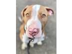 Adopt Mabel a White - with Red, Golden, Orange or Chestnut Pit Bull Terrier /