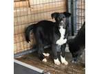 Adopt Jayden a Black - with White Border Collie / Labrador Retriever / Mixed dog