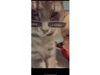 Adopt Cosmo a Gray, Blue or Silver Tabby Tabby / Mixed (short coat) cat in
