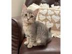 Adopt Miss Felix a Domestic Shorthair / Mixed (short coat) cat in Lawrenceville