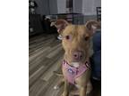 Adopt Daisy a Tan/Yellow/Fawn Mutt / American Pit Bull Terrier / Mixed dog in