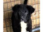 Adopt Brayden a Black - with White Border Collie / Golden Retriever / Mixed dog