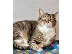 Adopt Frank a Brown Tabby Domestic Shorthair / Mixed cat in Estherville