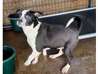 Adopt Louis a Black - with White Border Collie / Australian Shepherd / Mixed dog