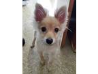 Adopt Bobo a Pomeranian / Mixed dog in Freeport, NY (41565001)