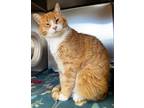 Adopt Cheeto a Domestic Shorthair / Mixed (short coat) cat in Logan