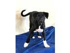 Adopt Kizzy a Black - with White Labrador Retriever / Cairn Terrier / Mixed dog