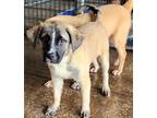 Adopt Levi a Tan/Yellow/Fawn - with Black Boxer / German Shepherd Dog / Mixed