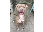Adopt Sevyn a Tan/Yellow/Fawn Pit Bull Terrier / Mixed dog in Chicago