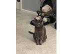 Adopt Messi a Gray or Blue Russian Blue / Mixed (short coat) cat in Accokeek