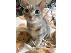 Adopt Mia a Gray or Blue Domestic Shorthair / Mixed (short coat) cat in Elkins