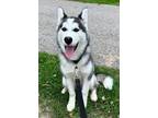 Adopt Scooby a Siberian Husky / Mixed dog in Keswick, ON (41564897)