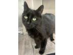 Adopt Melody a Domestic Longhair / Mixed cat in Barrie, ON (41564892)