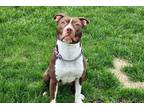 Adopt Akira a American Staffordshire Terrier / Mixed dog in Edmonton
