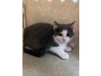 Adopt Mark Twain a Domestic Shorthair cat in Roanoke, VA (41564916)