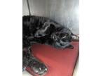 Adopt Mongo a Domestic Shorthair cat in Roanoke, VA (41564915)