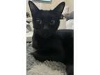 Adopt Stormi a All Black Bombay / Mixed (short coat) cat in Desoto