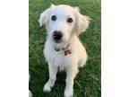 Adopt Jocelyn a White Great Pyrenees / Mixed dog in Tulsa, OK (41564907)