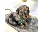 Cavapoo Puppy for sale in Brainerd, MN, USA