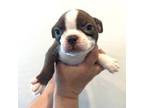 Boston Terrier Puppy for sale in Maricopa, AZ, USA