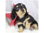 Dachshund Puppy for sale in Houston, MO, USA
