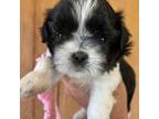 Shih Tzu Puppy for sale in West Columbia, SC, USA