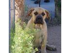Boerboel Puppy for sale in Apple Valley, CA, USA
