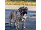 Boerboel Puppy for sale in Apple Valley, CA, USA