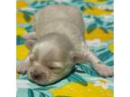 Maltipoo Puppy for sale in Ontario, OR, USA