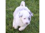 Aussiedoodle Puppy for sale in Ontario, OR, USA