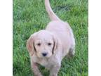 Labradoodle Puppy for sale in Ontario, OR, USA