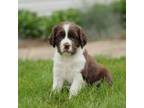English Springer Spaniel Puppy for sale in Atglen, PA, USA