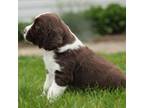 English Springer Spaniel Puppy for sale in Atglen, PA, USA