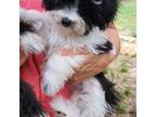 Maltipoo Puppy for sale in San Antonio, TX, USA