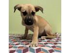 Adopt Dom a Shepherd, Black Mouth Cur